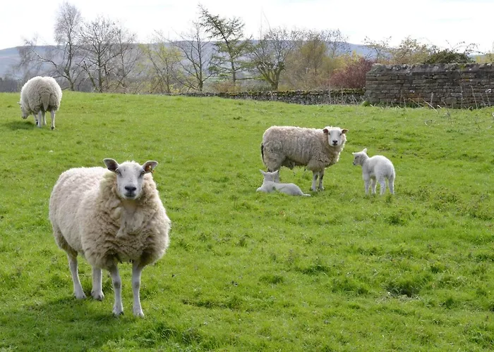 3 Bed In Leyburn Oc-ds179 Vakantiehuis Carperby